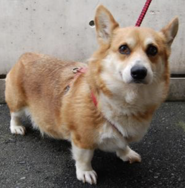 コギ 犬 Lauranes